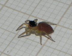 Maeota dorsalis