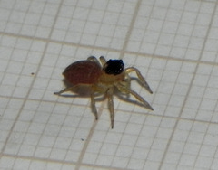Maeota dorsalis