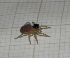 Maeota dorsalis