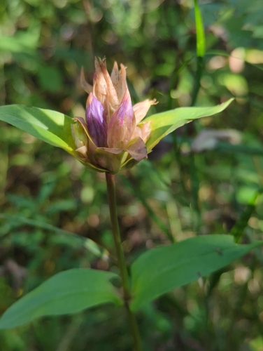 Closed Gentian (Gentiana rubricaulis)