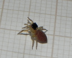 Maeota dorsalis
