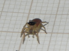 Maeota dorsalis