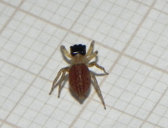 Maeota dorsalis