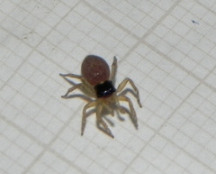 Maeota dorsalis