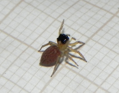 Maeota dorsalis