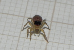 Maeota dorsalis