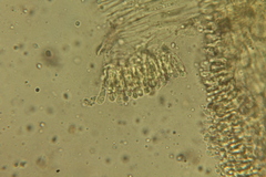 Floccularia