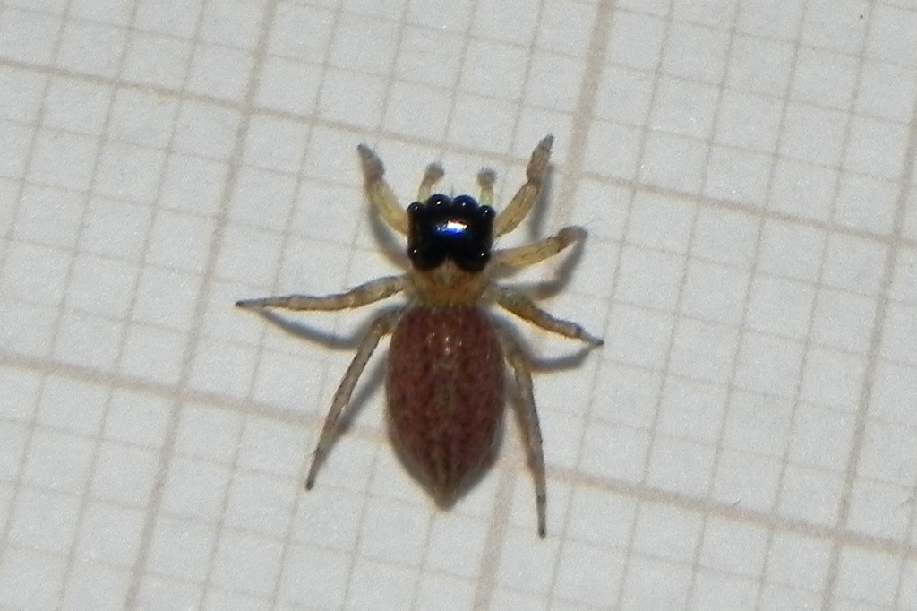 Maeota dorsalis