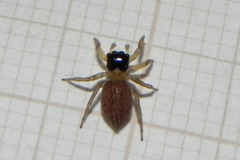 Maeota dorsalis