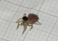 Maeota dorsalis