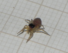 Maeota dorsalis