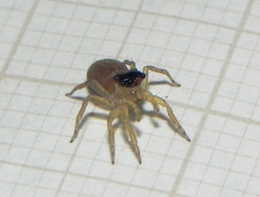 Maeota dorsalis