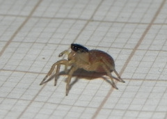 Maeota dorsalis