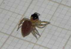 Maeota dorsalis