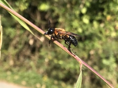 Megachile monticola
