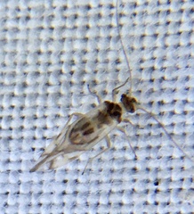 Graphopsocus