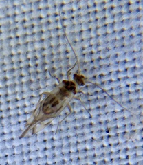 Graphopsocus