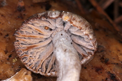 Asterophora parasitica