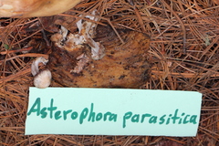 Asterophora parasitica