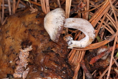 Asterophora parasitica