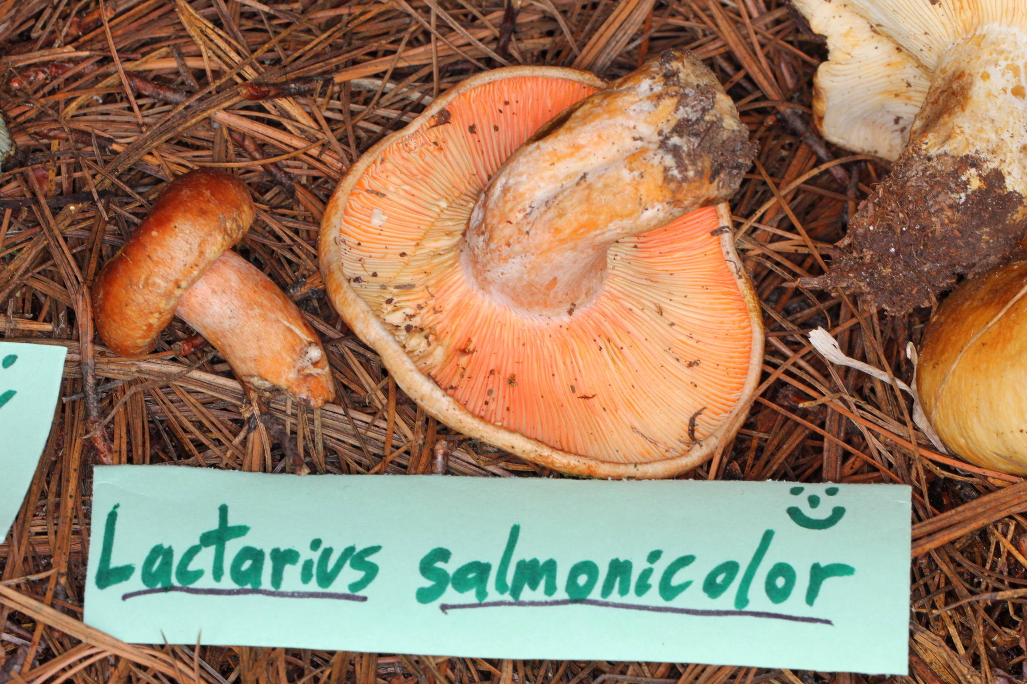 Lactarius salmonicolor image