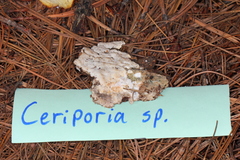 Ceriporia
