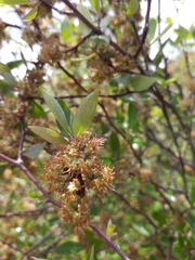 Olearia fragrantissima