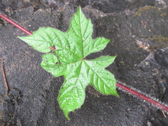 Camonea vitifolia