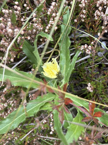Chicory-leaved hawkweed (Schlagintweitia intybacea)
