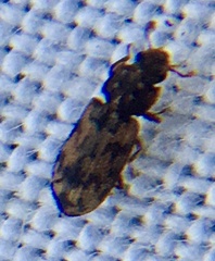 Synchita undata