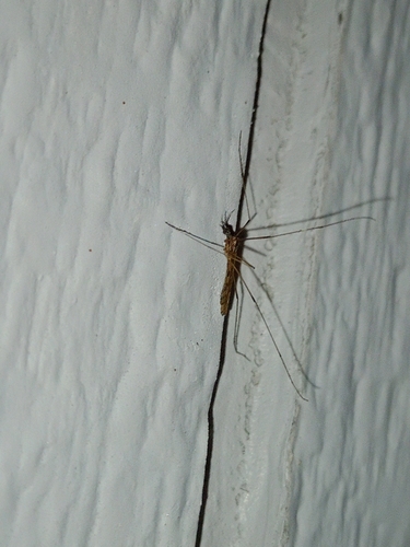 Unknown species found near Brook Creek, Lawrence, KS, USA