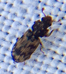 Synchita undata