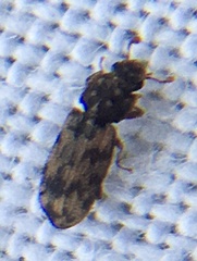 Synchita undata