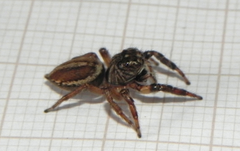 Freya nigrotaeniata
