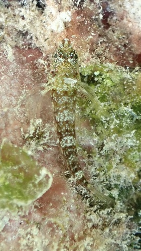 Enneapterygius atriceps observed 2025-10-03