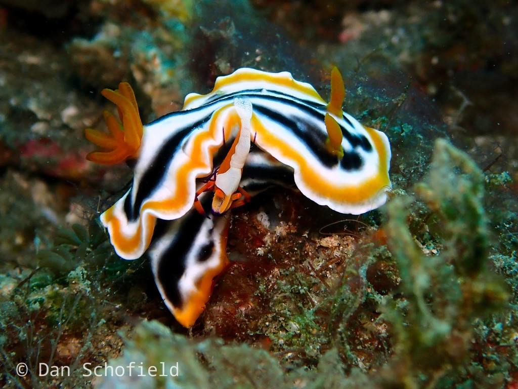 Magnificent Chromodoris