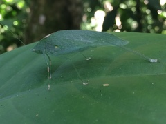 Anaulacomera trispinata