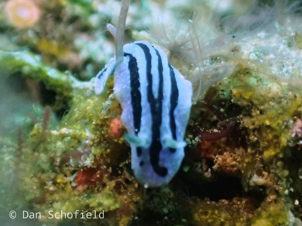 Anne's Phyllidiopsis