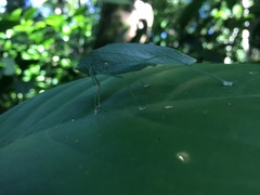 Anaulacomera trispinata