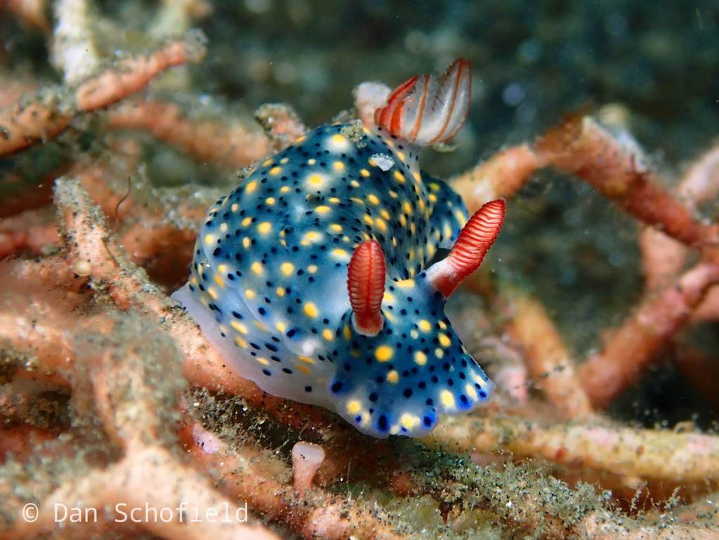 Black-spotted Split-tooth Dorid