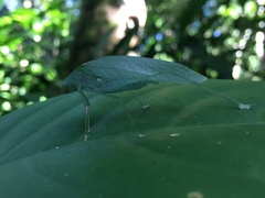 Anaulacomera trispinata