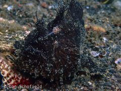 Antennarius hispidus