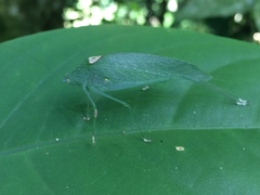 Anaulacomera trispinata