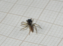 Maeota dorsalis
