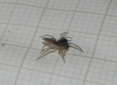 Maeota dorsalis