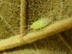Malacocoris chlorizans