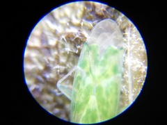 Malacocoris chlorizans
