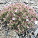 Malesherbia humilis parviflora - Photo (c) Matt Berger, some rights reserved (CC BY), uploaded by Matt Berger