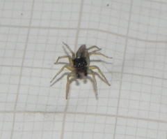 Maeota dorsalis