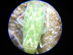 Malacocoris chlorizans